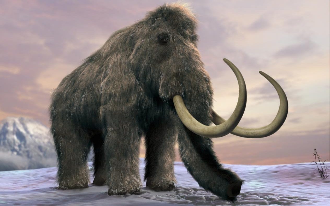 /img/fc_img/120872308_woolly-mammoth-NEWS-xlarge_trans_NvBQzQNjv4Bq0K4YcDL3G4cBFFqVorikELUATf7ML2DwP4Pd_o4306U.jpg