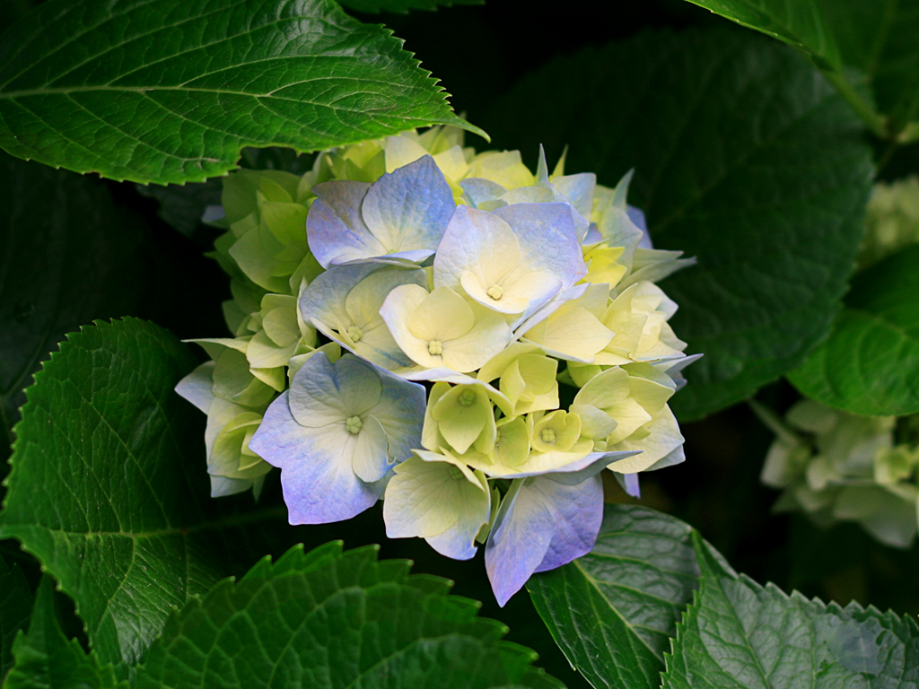 /img/fc_img/Hydrangeas.jpg