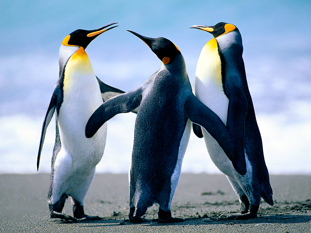 /img/fc_img/Penguins.jpg