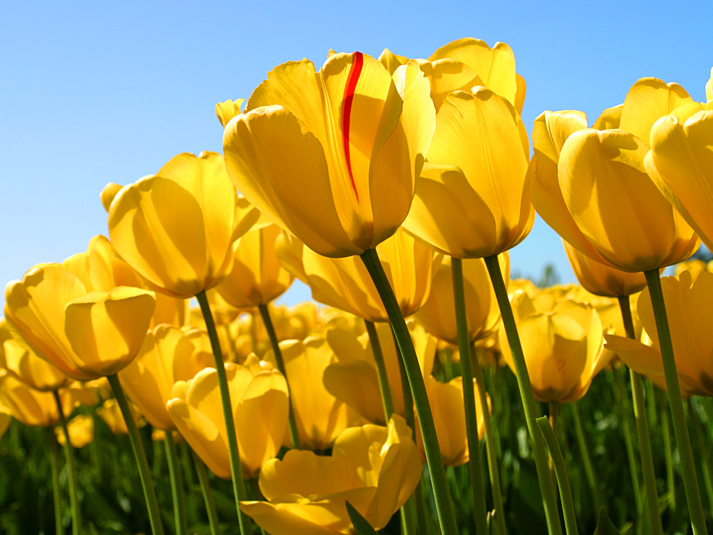 /img/fc_img/Tulips.jpg